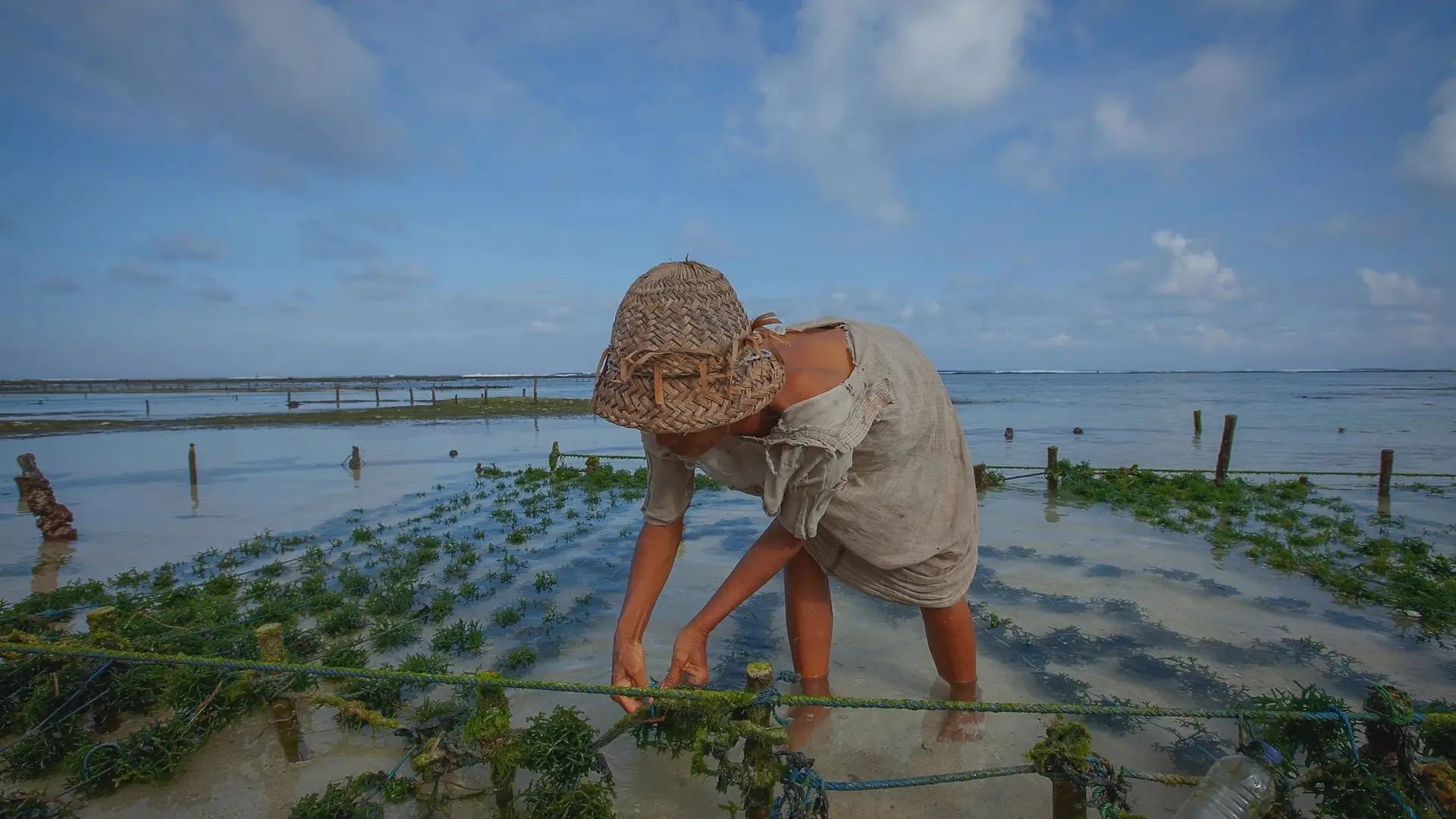 seaweed-banner